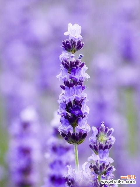 透过花语解读薰衣草的内涵 薰衣草之花语与寓意