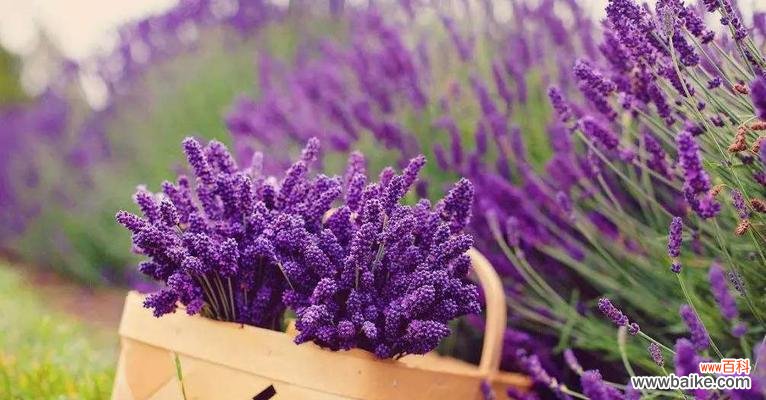 透过花语解读薰衣草的内涵 薰衣草之花语与寓意