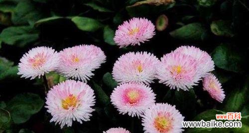 探究菊花的花语与寓意 用菊花传达爱意