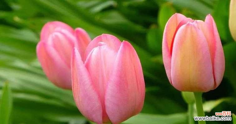 探究菊花的花语与寓意 用菊花传达爱意