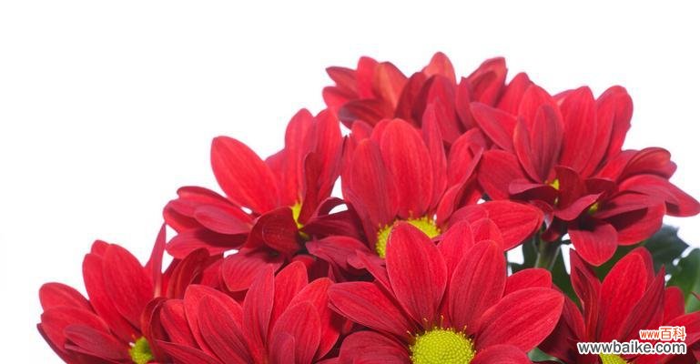 探究菊花的花语与寓意 用菊花传达爱意