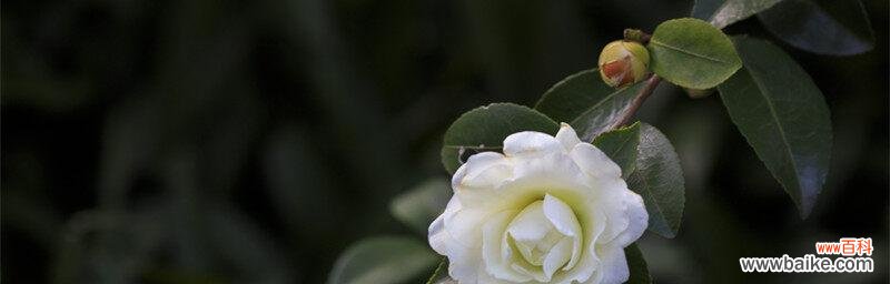 浓郁文化底蕴,寄托情感的花语世界 白山茶花语的传承与意义