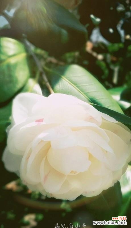 浓郁文化底蕴,寄托情感的花语世界 白山茶花语的传承与意义