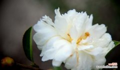 浓郁文化底蕴，寄托情感的花语世界 白山茶花语的传承与意义