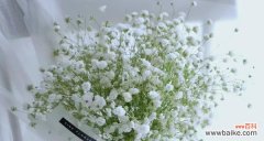 探寻花海中的深意 满天星的美丽含义