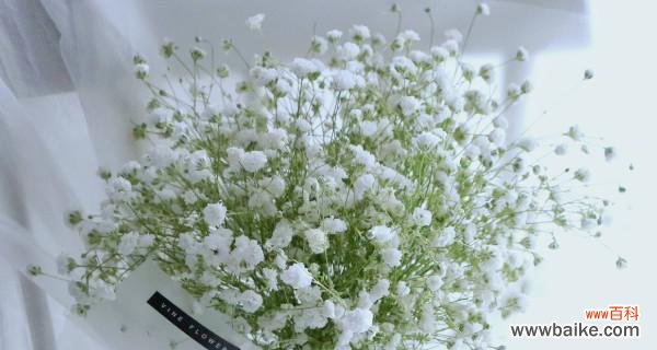 探寻花海中的深意 满天星的美丽含义