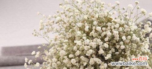 探寻花海中的深意 满天星的美丽含义