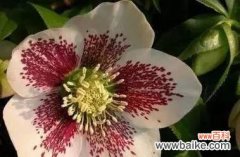 探秘时钟花的寓意和象征 时钟花的花语