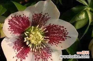 探秘时钟花的寓意和象征 时钟花的花语