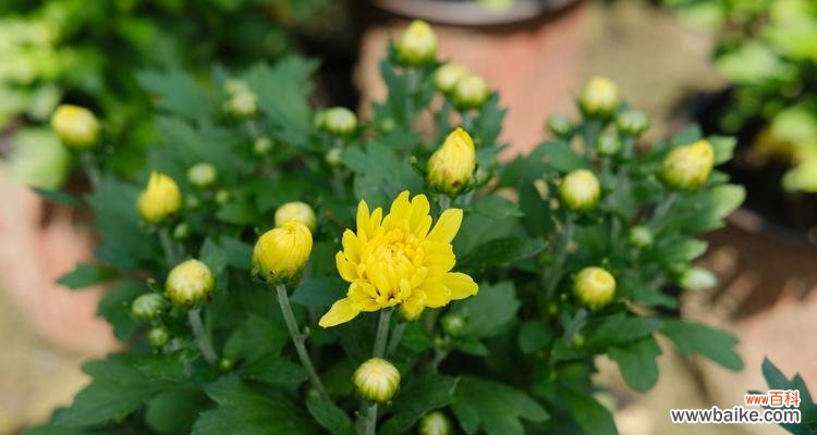 解析花语，探寻情感的真谛 菊花花语的深刻寓意