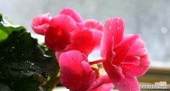 领略四季海棠的美丽意义，融入生活 四季海棠花语的象征与寓意