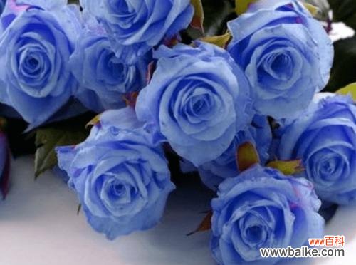 深入探究玫瑰花语背后的神秘色彩 玫瑰花语的奥秘——颜色代表的含义