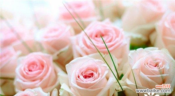 深入探究玫瑰花语背后的神秘色彩 玫瑰花语的奥秘——颜色代表的含义