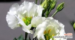 洋桔梗的花语和寓意 洋桔梗——美丽而坚韧的花朵