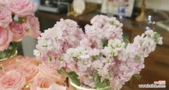 探秘花朵传达的情感与意义 以粉佳人的花语