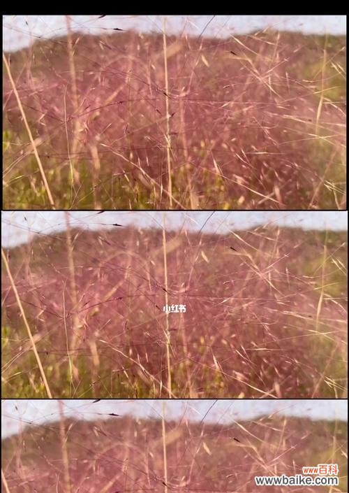 探寻粉黛乱子草的花语 粉黛乱子草的花语之美——传递生命力与坚韧