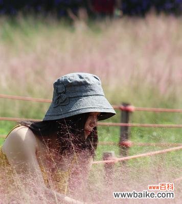 探寻粉黛乱子草的花语 粉黛乱子草的花语之美——传递生命力与坚韧