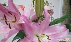 揭示粉色百合所代表的情感和象征 粉色百合的花语与意义