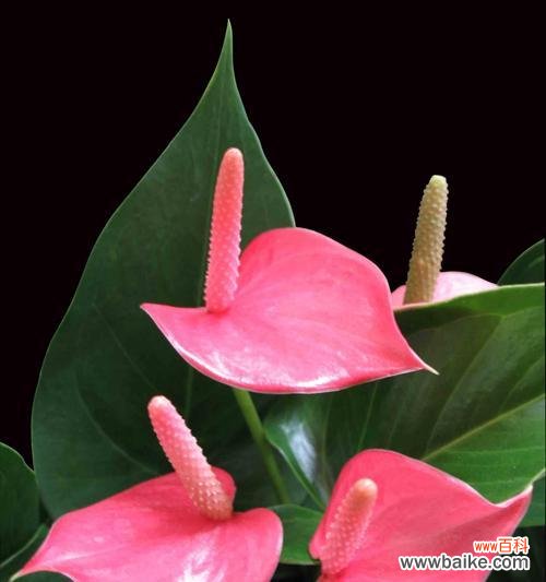 探究粉掌花的象征意义及传达的信息 以粉掌的花语与意义