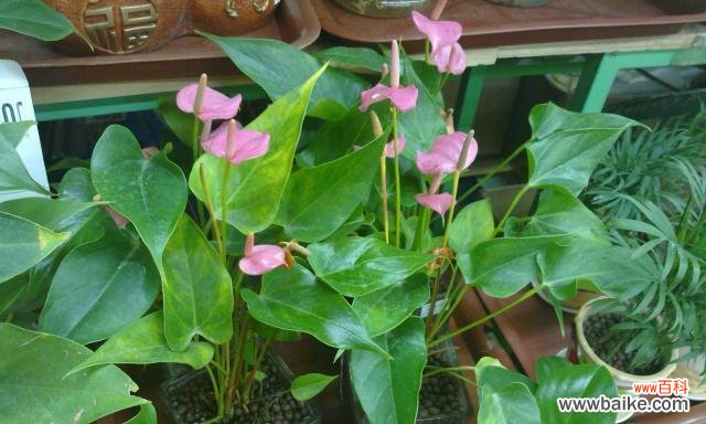 探究粉掌花的象征意义及传达的信息 以粉掌的花语与意义