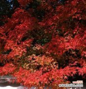 颂扬枫叶的芬芳 枫叶的花语及其象征意义