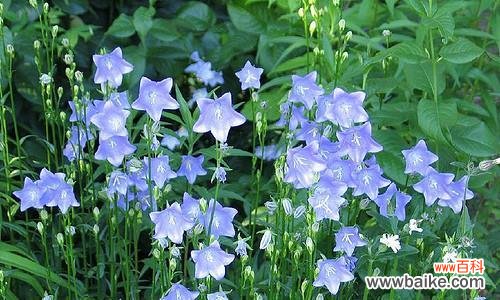 传承千年的花语与神话 风铃草