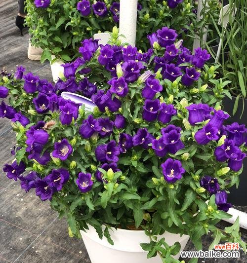 传承千年的花语与神话 风铃草