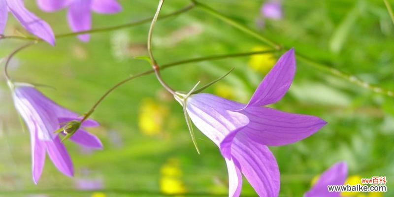 传承千年的花语与神话 风铃草