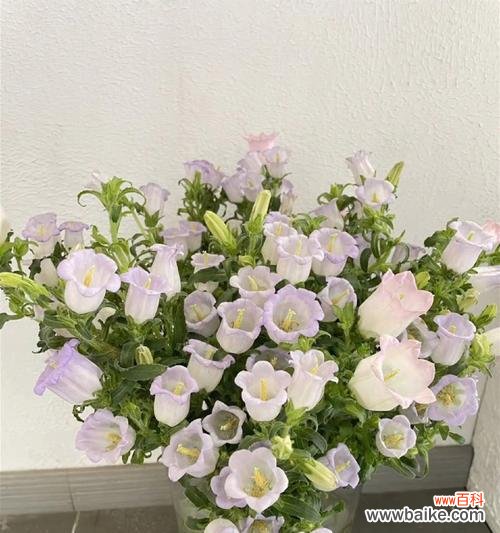 从花语解读风铃花的内涵与魅力 风铃花的花语与美丽之融合