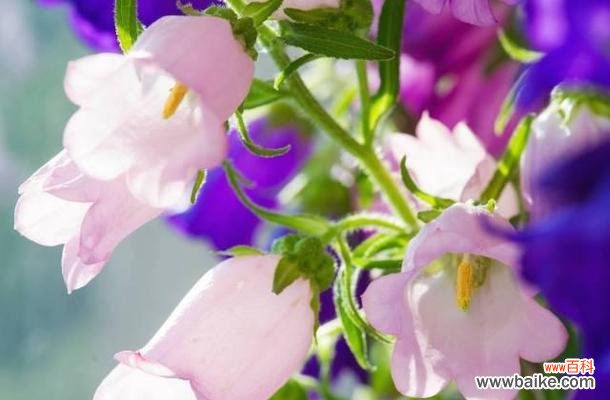 从花语解读风铃花的内涵与魅力 风铃花的花语与美丽之融合