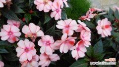 凤仙花的花语及其寓意 凤仙花