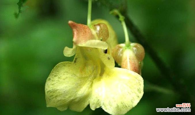 凤仙花的花语及其寓意 凤仙花