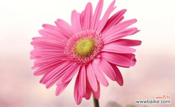 探寻扶郎花的神秘花语 扶郎花的花语与意义