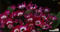 探寻扶郎花的神秘花语 扶郎花的花语与意义