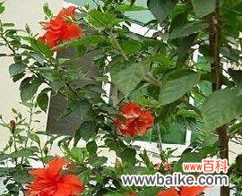 扶桑花 扶桑花的花语