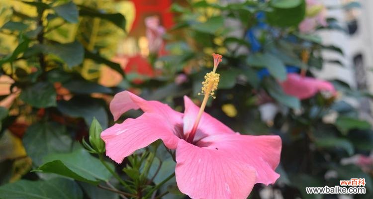 扶桑花 扶桑花的花语