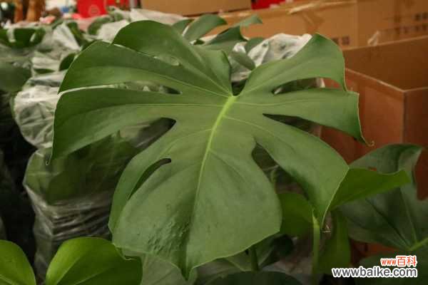 龟背竹叶子不开裂怎么办