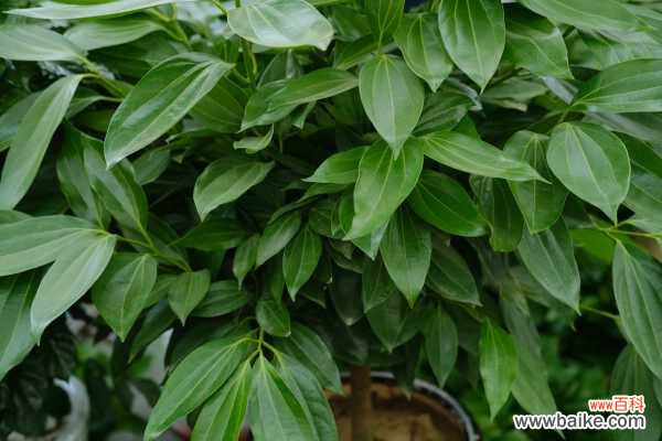 平安树叶子发黑怎么办，找到原因好解决！