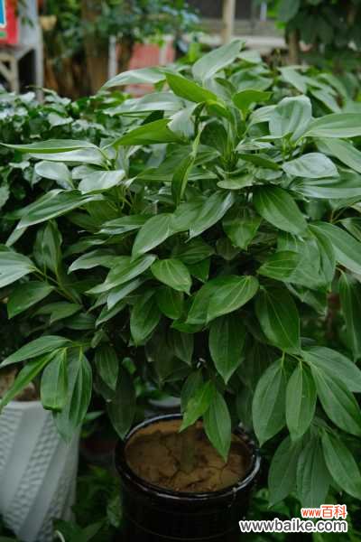 平安树叶子发黑怎么办，找到原因好解决！