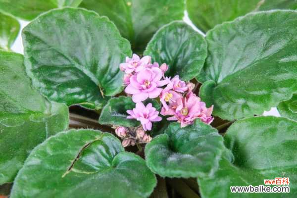 非洲堇烂叶子怎么办