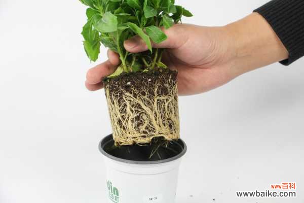 蓝目菊播种不发芽怎么办