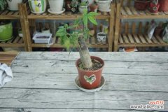 冬季发财树要死了怎么办