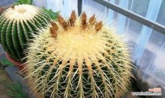 金虎花在风水中的寓意是什么？它有哪些作用？