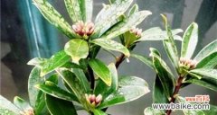 金边瑞香象征什么？如何利用其风水作用？