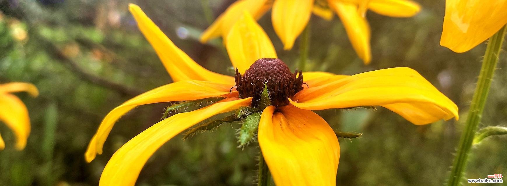 金光菊的花语是什么?如何用金光菊表达情感?