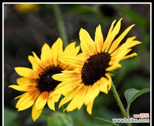 金光菊的花语是什么?如何用金光菊表达情感?