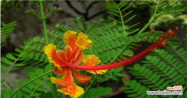 金华市花的象征意义是什么?市花的种类有哪些?