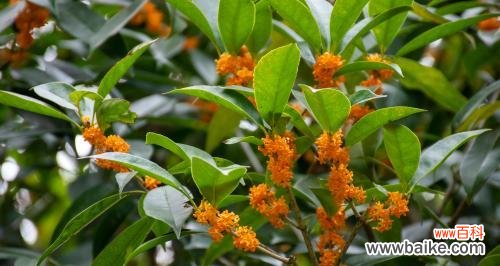 金桂开花季节是什么时候？金桂的花语寓意有哪些？