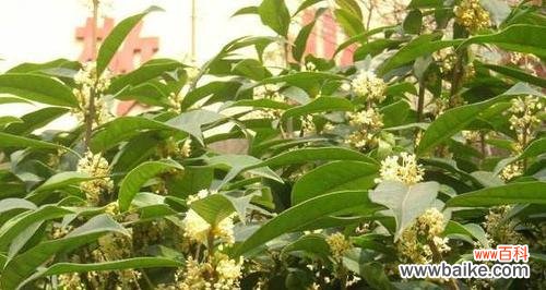 金桂开花季节是什么时候？金桂的花语寓意有哪些？