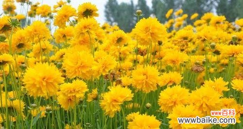 金鸡菊代表什么？金鸡菊花语有哪些含义？